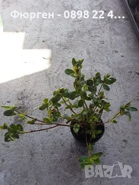 Азалия - Градинска, снимка 6 - Разсади - 49970943