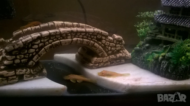 рибки гупи и анциструс, снимка 4 - Аквариуми - 54295502