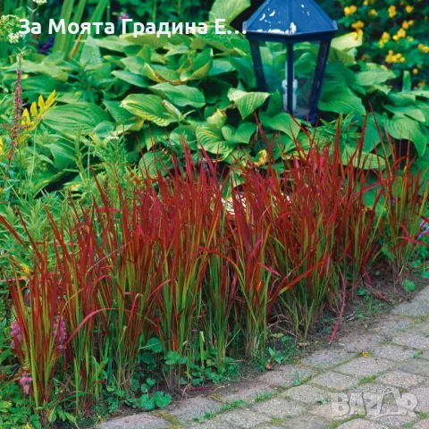 Императа, снимка 4 - Градински цветя и растения - 49492595