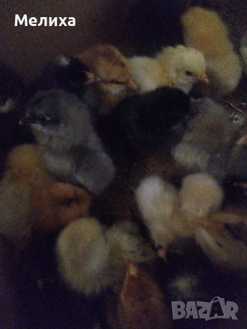 малки сладки пиленца, снимка 1 - Кокошки и пуйки - 46465704