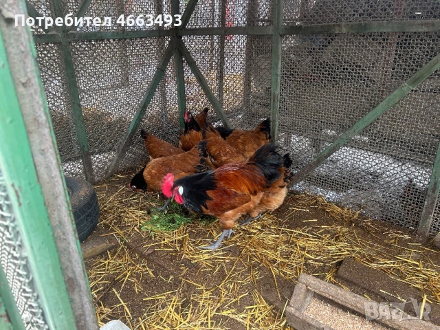 Форверк, снимка 2 - други­ - 53437257