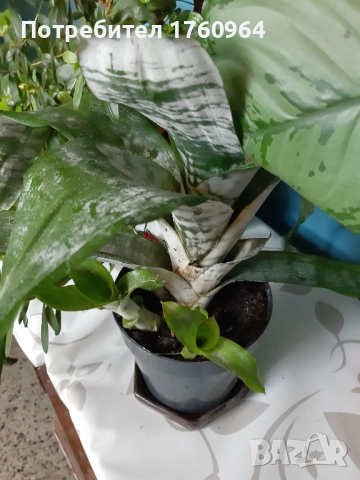 Фикус "Бенжамин",Аглаонема силвер,, снимка 3 - Стайни растения - 42361923