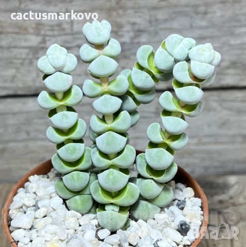 Crassula plegmatoides, снимка 2 - Стайни растения - 45434264