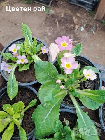 Иглика в саксия, зимоустойчиво и многогодишно растение , снимка 9 - Градински цветя и растения - 53759487