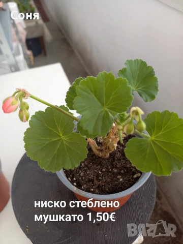 Мушкато , снимка 8 - Градински цветя и растения - 53679174