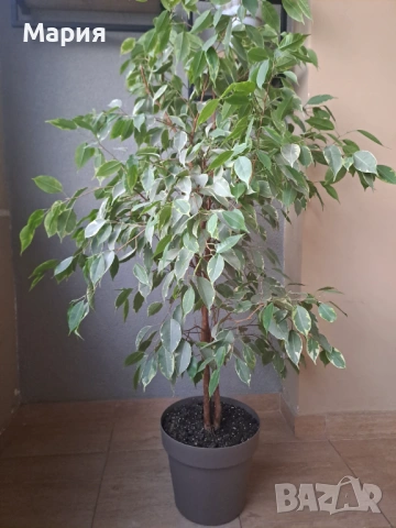 Фикус Бенджамин с височина 130см, снимка 4 - Стайни растения - 53477137