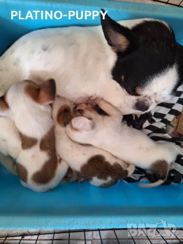 ЧИХУАХУА БЕБЕТА, снимка 4 - Чихуахуа - 49821847