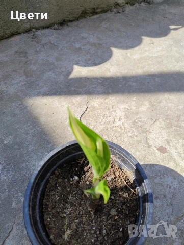 Продавам хоста , снимка 2 - Градински цветя и растения - 54166836