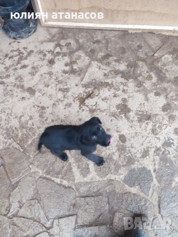 Подарявам кутре, снимка 2 - Други - 53301967