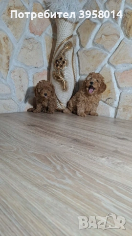 Той пудел , снимка 5 - Пудели - 54057855