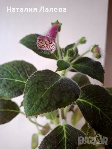 Колерия Марта, Kohleria Ni`s Marta