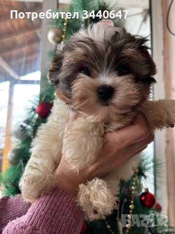 Мъжко йорки, снимка 7 - Йоркширски териер - 52553604