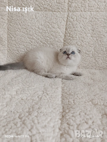 не е красив той е уникален свикнало с малко дете в Хасково