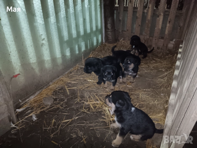 Бебета копойчета, снимка 5 - Други - 52566062