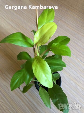 Philodendron Malay Gold , снимка 1 - Стайни растения - 46205994