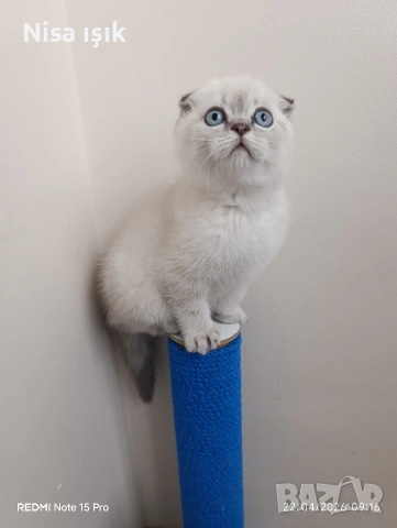 уникален не е красив той е уникален свикнало с малкондетенце в Хасково