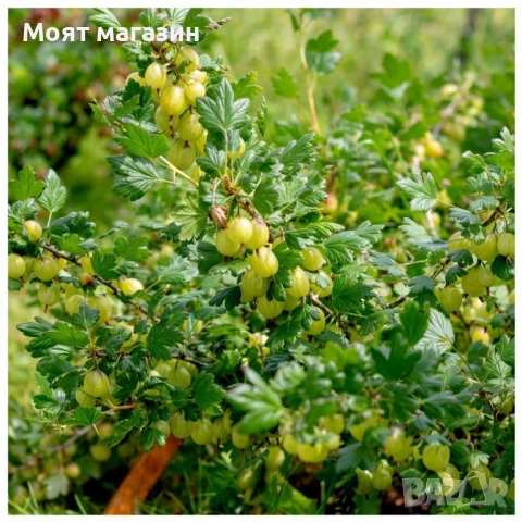 Цариградско Грозде, снимка 3 - Градински цветя и растения - 53650621