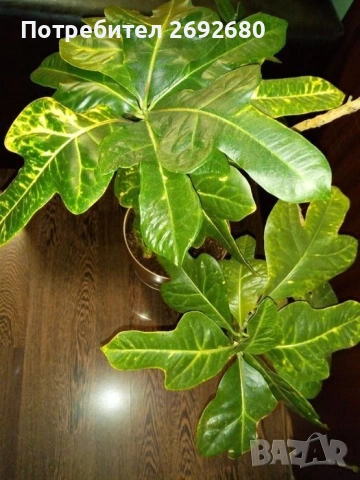 Традесканция рео,кливия,исусов венец, кротон, сансивиера,хибискус , снимка 18 - Стайни растения - 42021101
