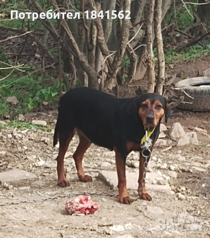 Продават се гончета , снимка 15 - Гонче - 53605190