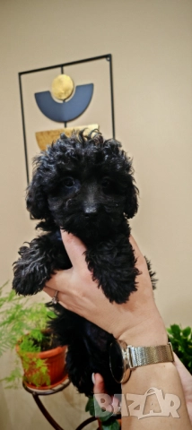 Пудел - мини, снимка 12 - Пудели - 52250133