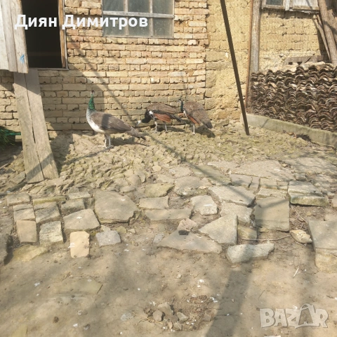 Пауни, снимка 2 - други­ - 54244931