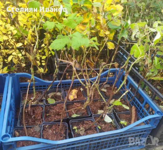 Розова малина (Willamette), снимка 8 - Градински цветя и растения - 52354334