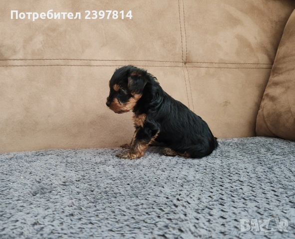Йоркширски териер , снимка 15 - Йоркширски териер - 53610267