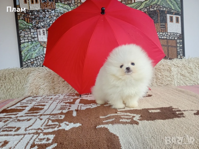 Бели мини Померани. Реални снимки от 04.04.26 г. , снимка 5 - Померан - 54051834