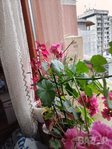 Продавам резници от каскадна дафка/сакъзче, снимка 3 - Стайни растения - 50921194