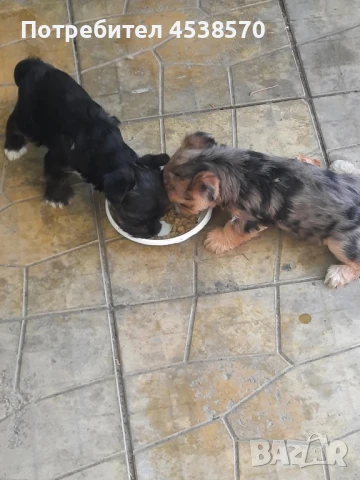 Женски йоркита, снимка 1