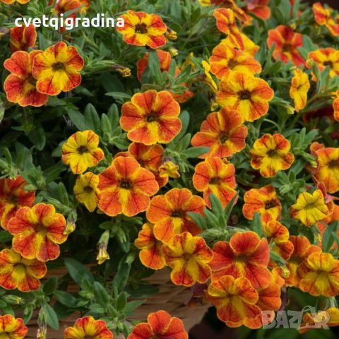 Cabaret® Diva Orange Calibrachoa-Калибрахое оранжева Дива, снимка 2 - Градински цветя и растения - 45321925