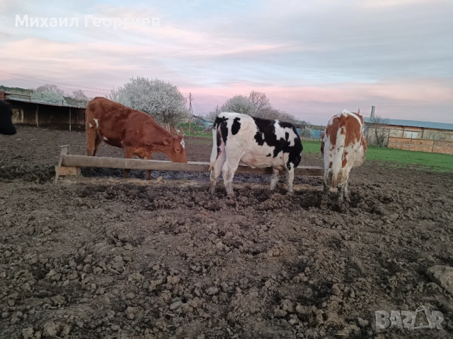 Продавам телета , снимка 2 - Крави - 54134161