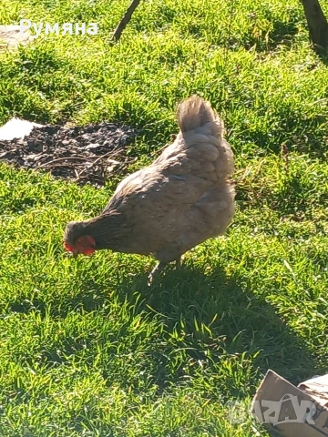 Продавам кокошки,  ярки, пилета, снимка 9 - Кокошки и пуйки - 53643589