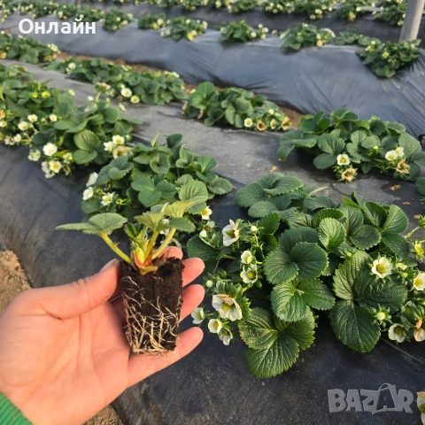 Разсад ягоди в тарелка/табла, снимка 4 - Разсади - 53593951