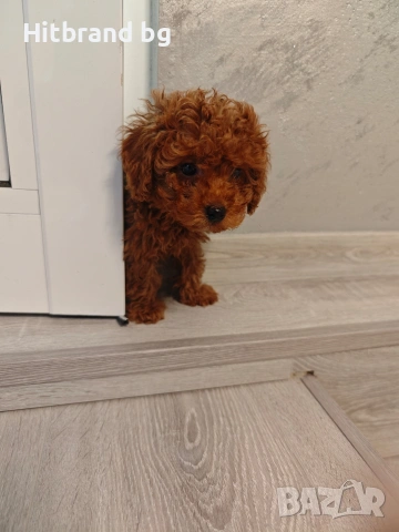 Той Пуделчета 