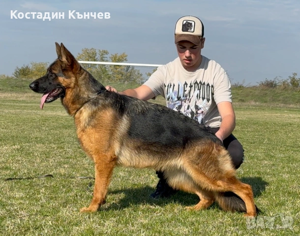 Немска овчарка