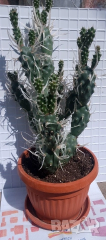 Продавам кактус , снимка 3 - Стайни растения - 54298077