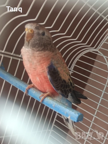 Буркова неофема 