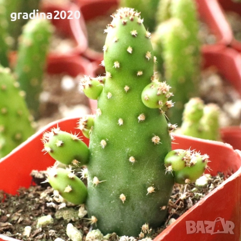 Опунция – Opuntia monacantha ‘Monstruosa’, снимка 4 - Разсади - 52922648