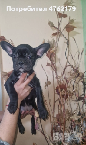 Френски булдог, снимка 6 - Френски булдог - 53800045