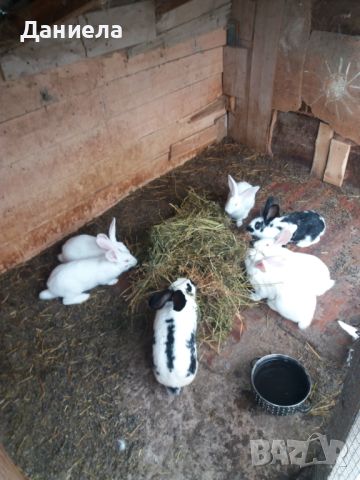 продавам зайци за клане 25лева броя , снимка 7 - Други животни - 45382304