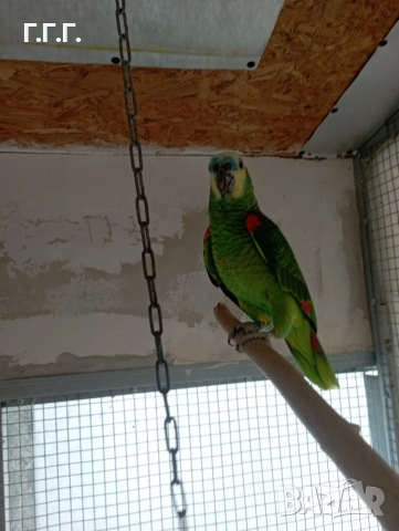 Женска синьочела амазона , снимка 6 - Папагали - 52650408