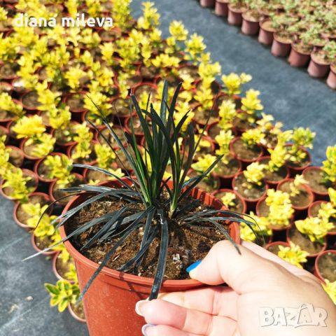 Черен Офиопогон, Ophiopogon black, студоустойчив!!, снимка 10 - Градински цветя и растения - 46103753