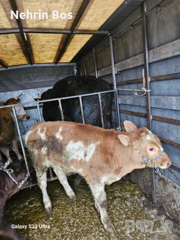 ?, снимка 5 - Други животни - 53912482