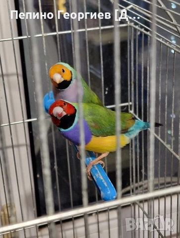 Гулдови Амадини