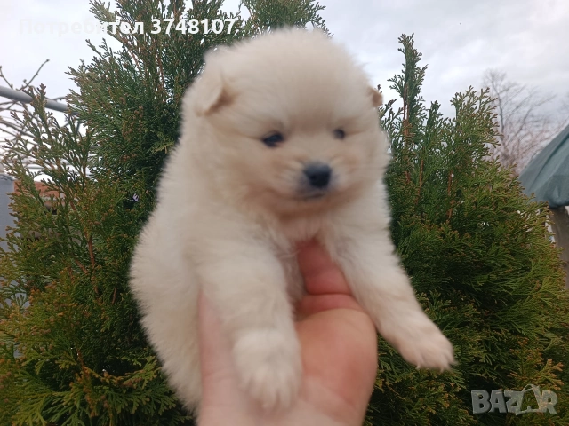 Померан / Померани , снимка 11 - Померан - 54029381