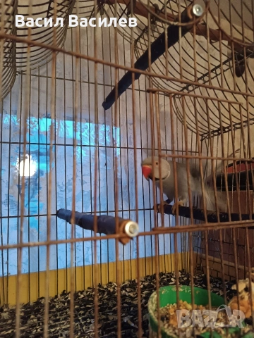 Продавам малък Александър 