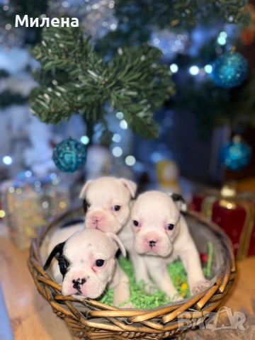 Френски булдог , снимка 4 - Френски булдог - 52563211