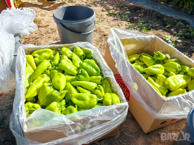 Разсад - домати, краставици, пипер, патладжани, пъпеши, дини и др., снимка 9 - Разсади - 53760110