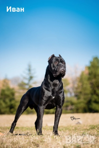 Cane Corso ELITE, снимка 3 - Кане корсо - 52355264